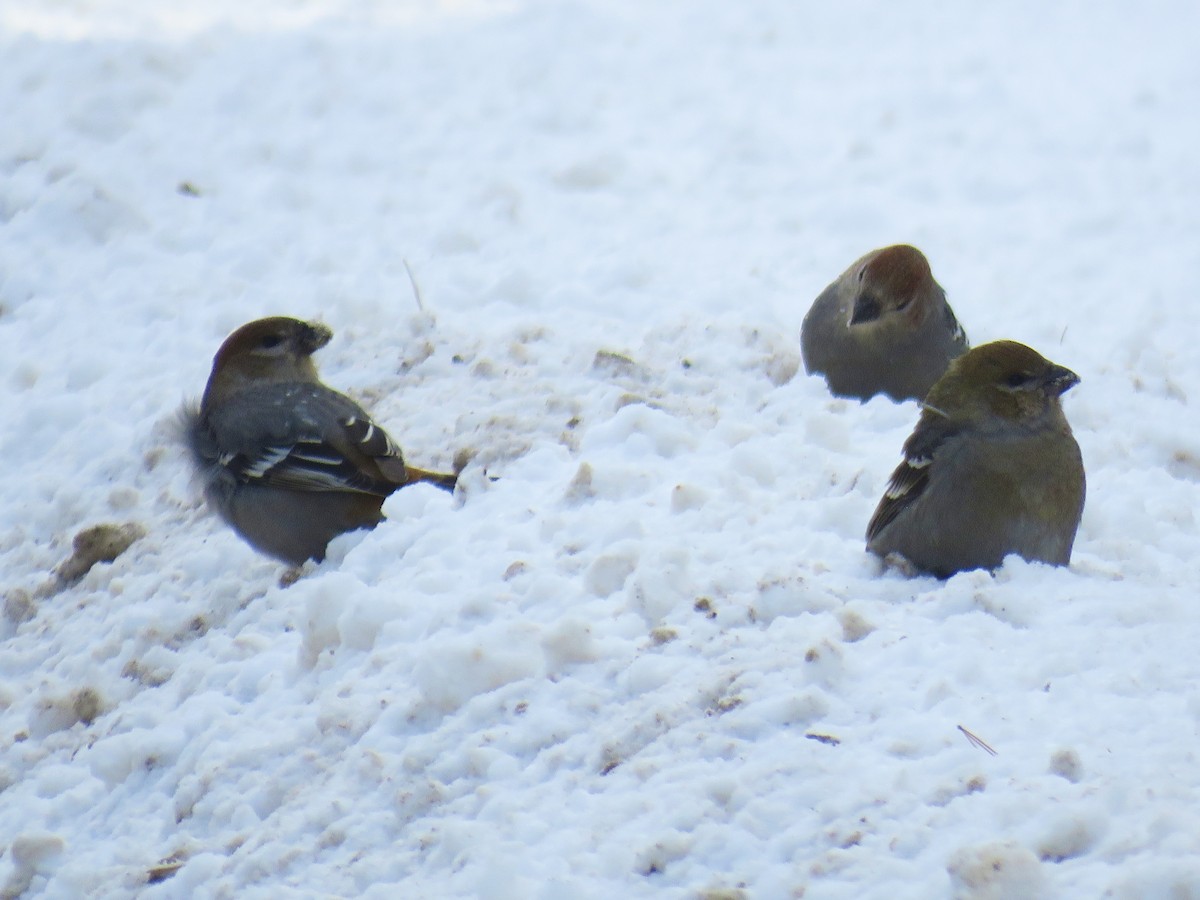 konglebit - ML647028195