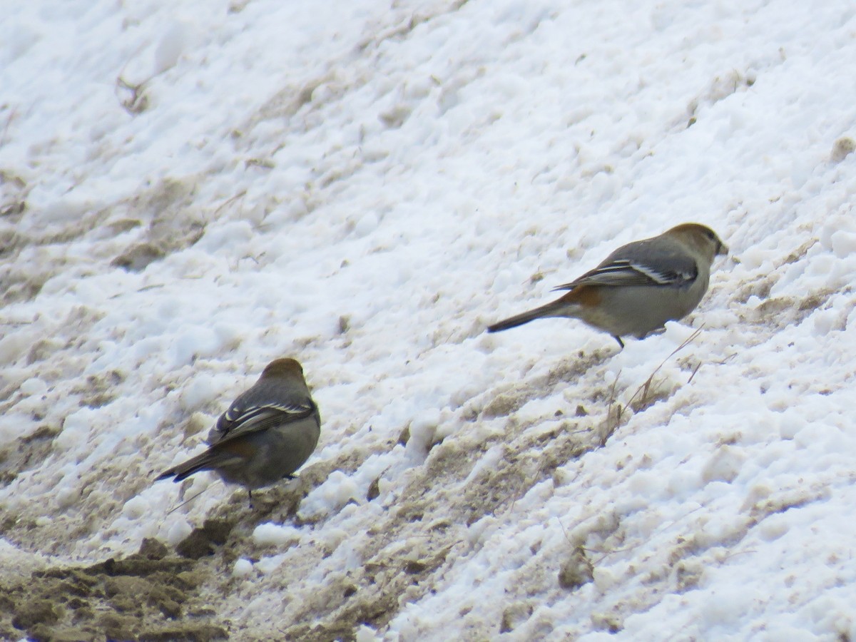 konglebit - ML647028196