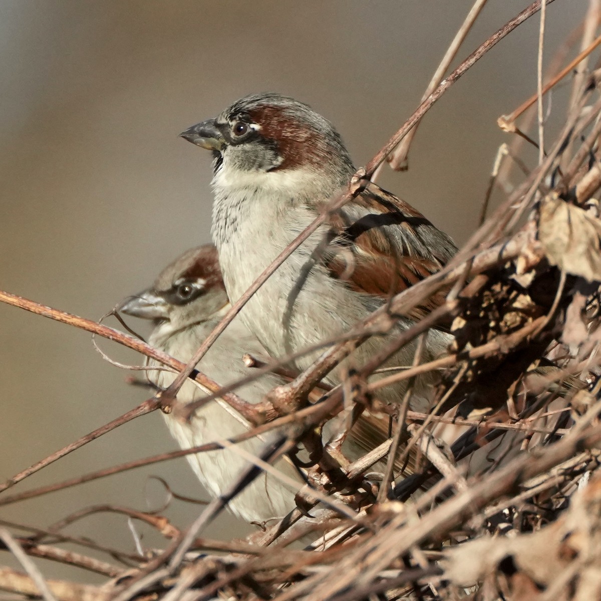 vrabec domácí - ML647028212