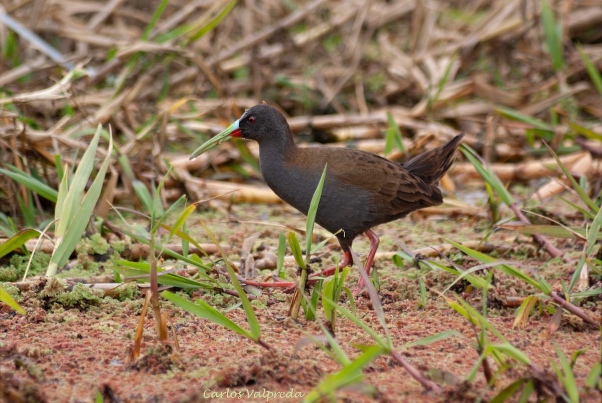 Rascón Gallineta - ML647028214