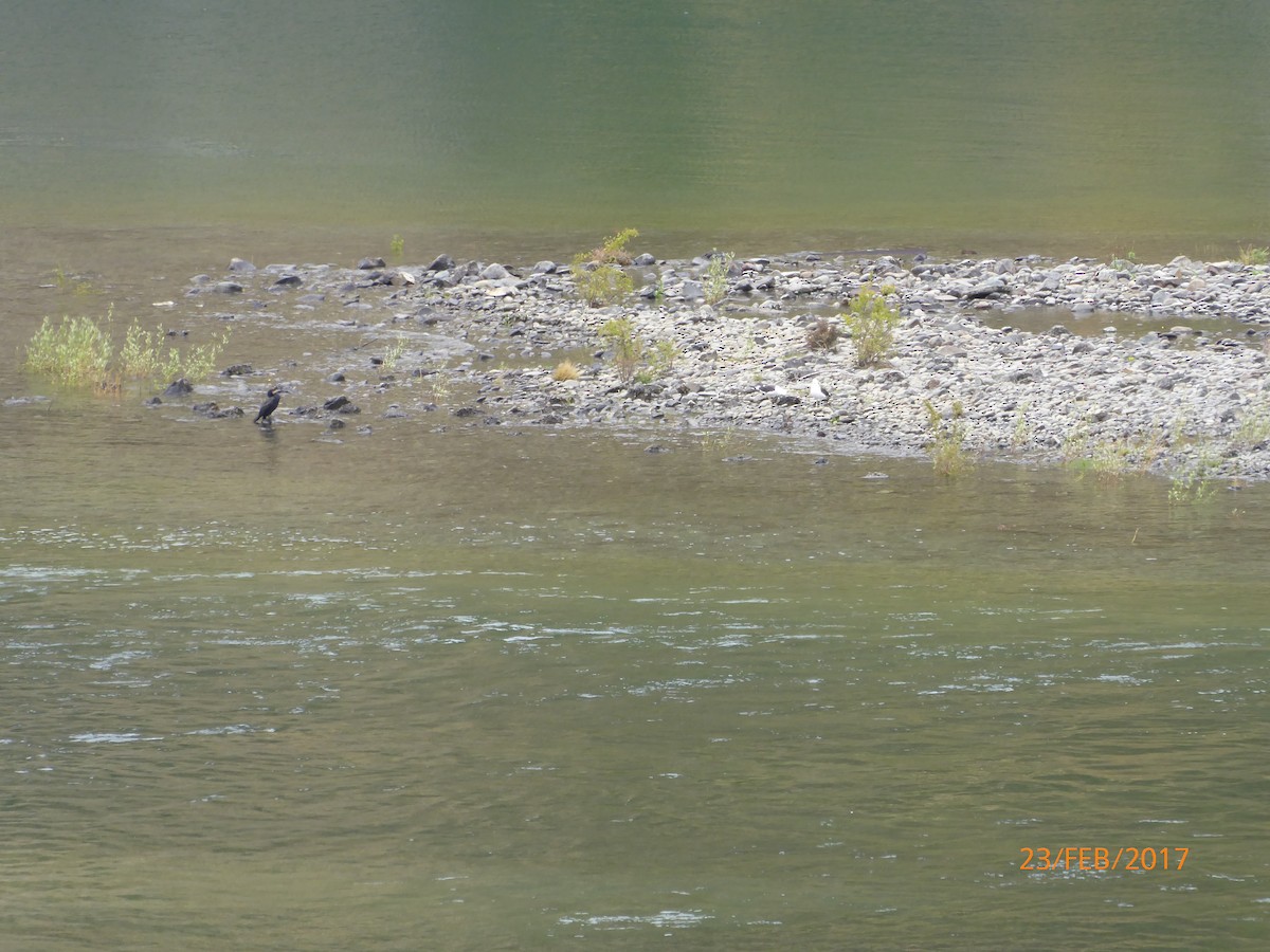 シロハラコビトウ - ML647028217