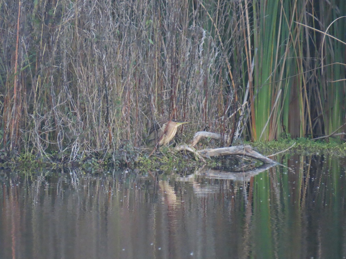 Little Bittern - ML647028220
