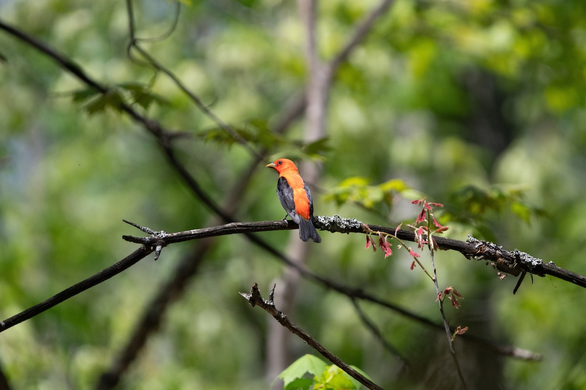Scarlet Tanager - ML647028225
