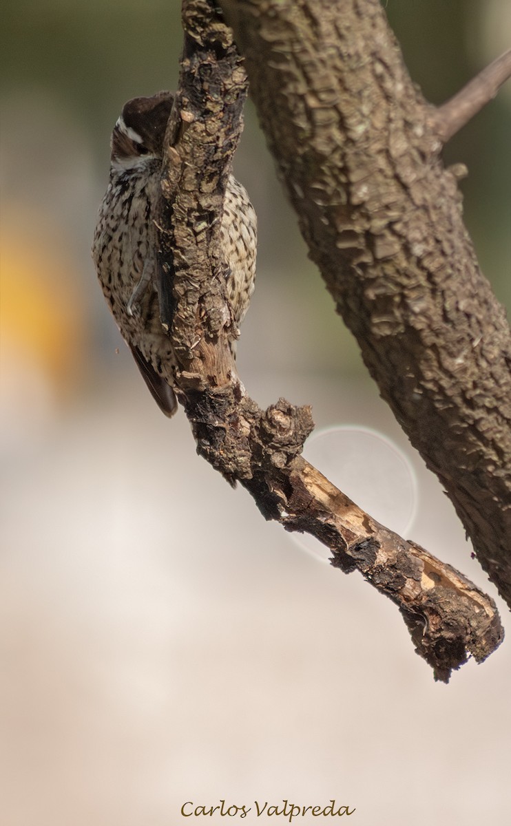 Checkered Woodpecker - ML647028227
