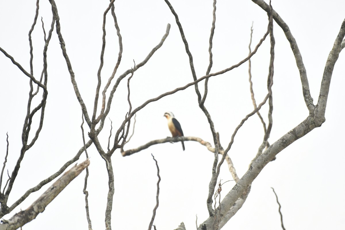 Collared Falconet - ML647028231