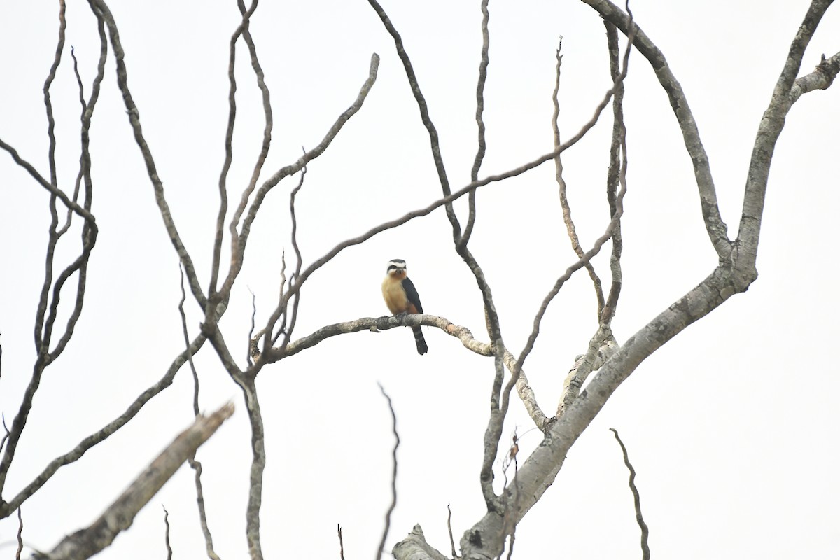 Collared Falconet - ML647028232