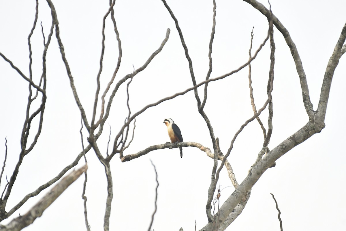 Collared Falconet - ML647028233