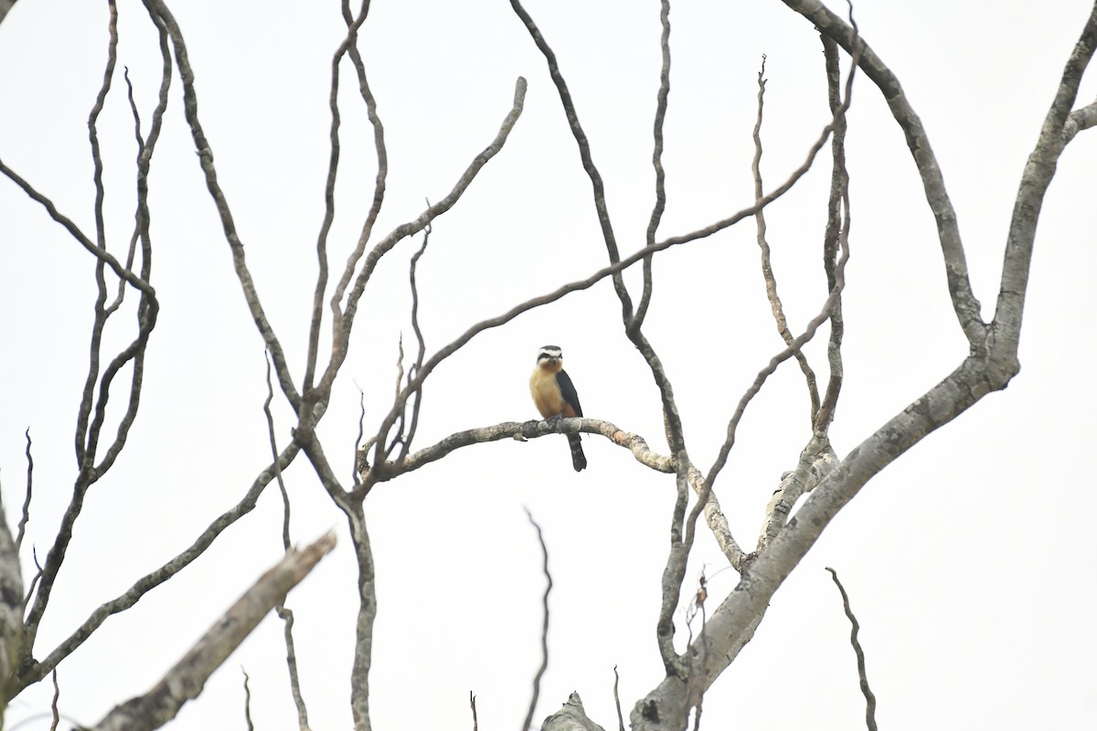 Collared Falconet - ML647028234