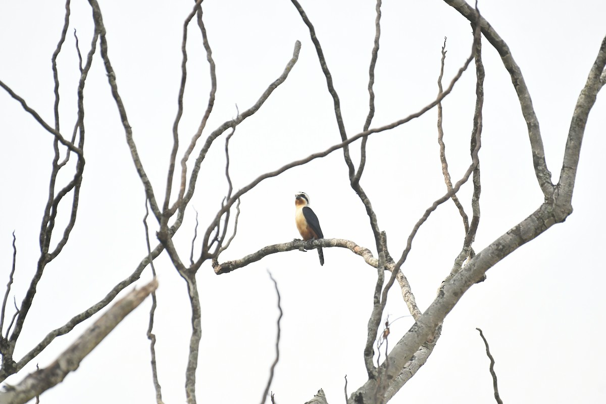 Collared Falconet - ML647028235