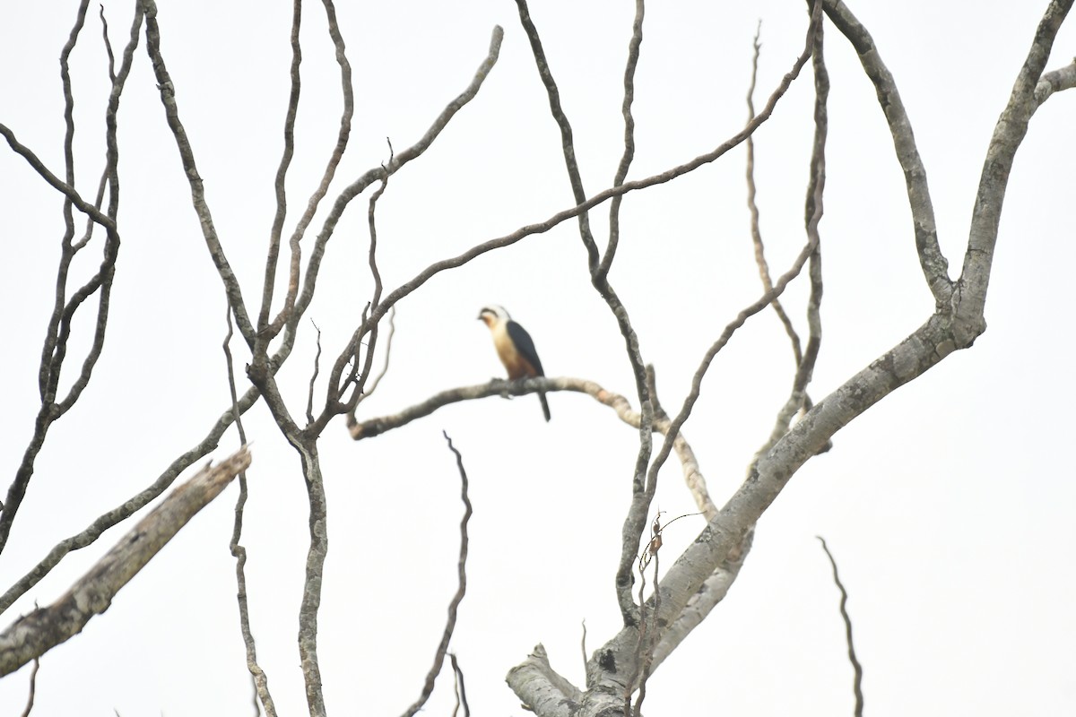 Collared Falconet - ML647028237