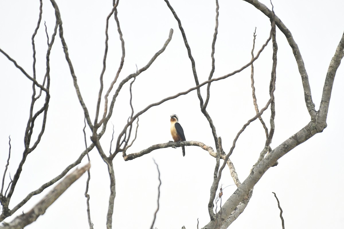 Collared Falconet - ML647028238