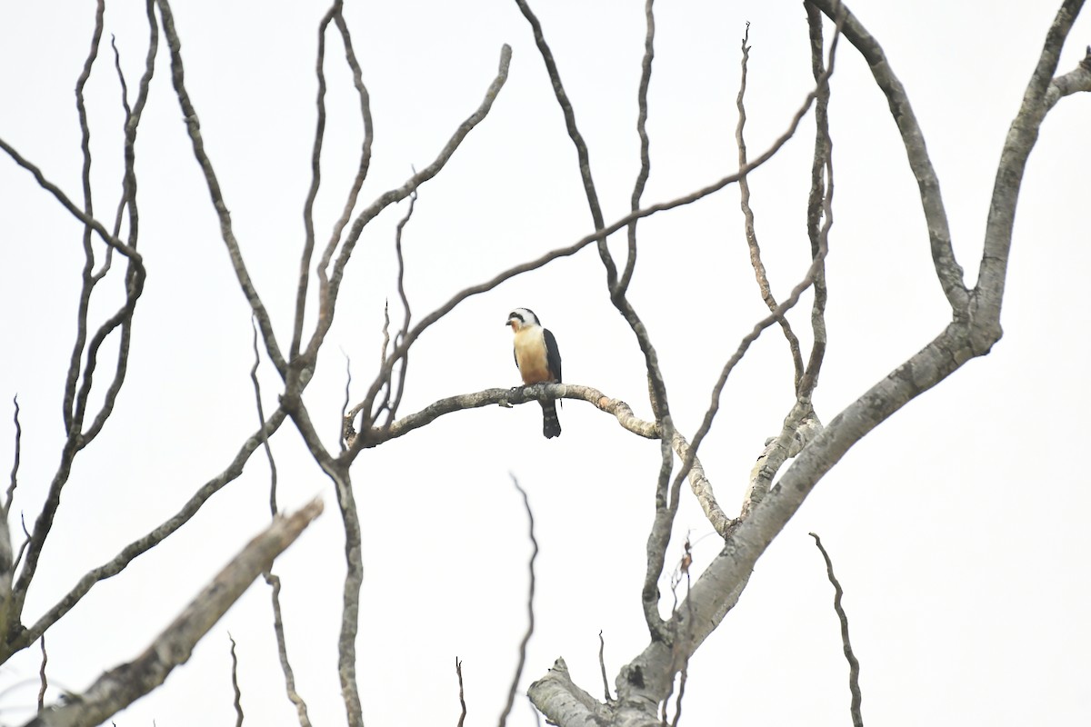 Collared Falconet - ML647028239