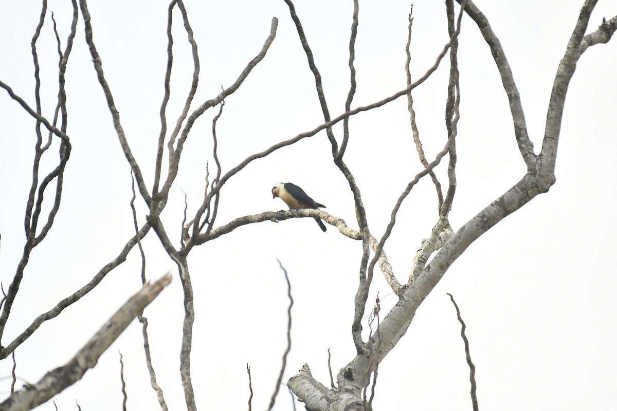 Collared Falconet - ML647028240