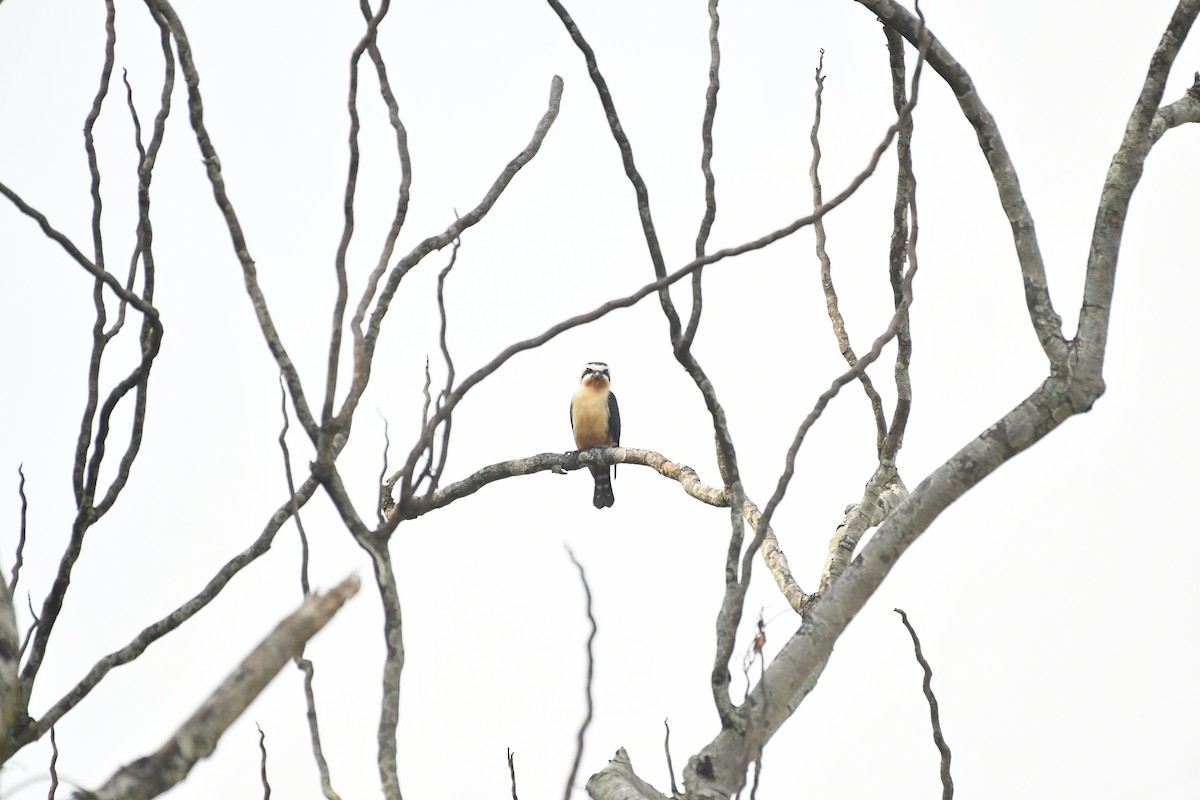 Collared Falconet - ML647028241