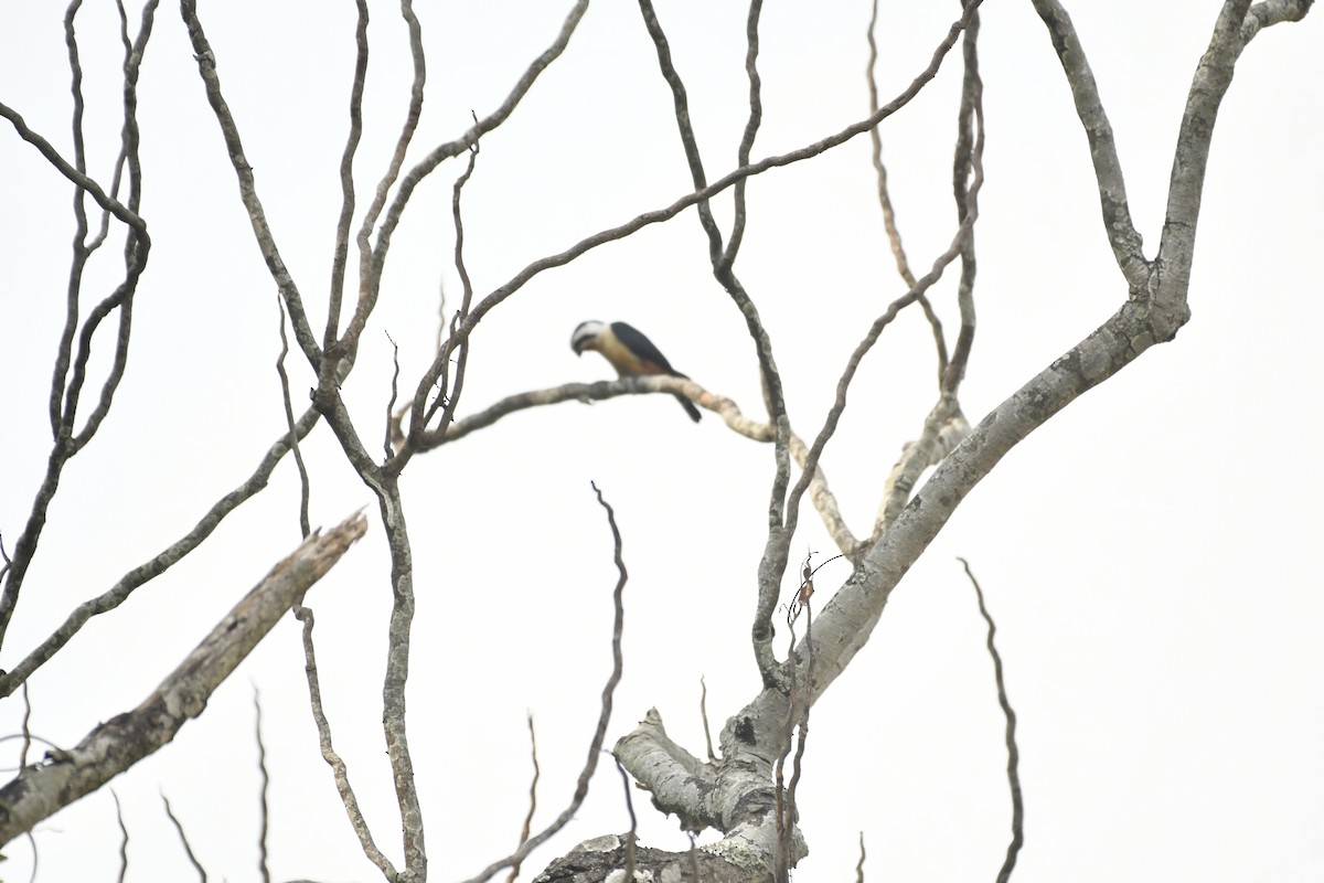 Collared Falconet - ML647028242