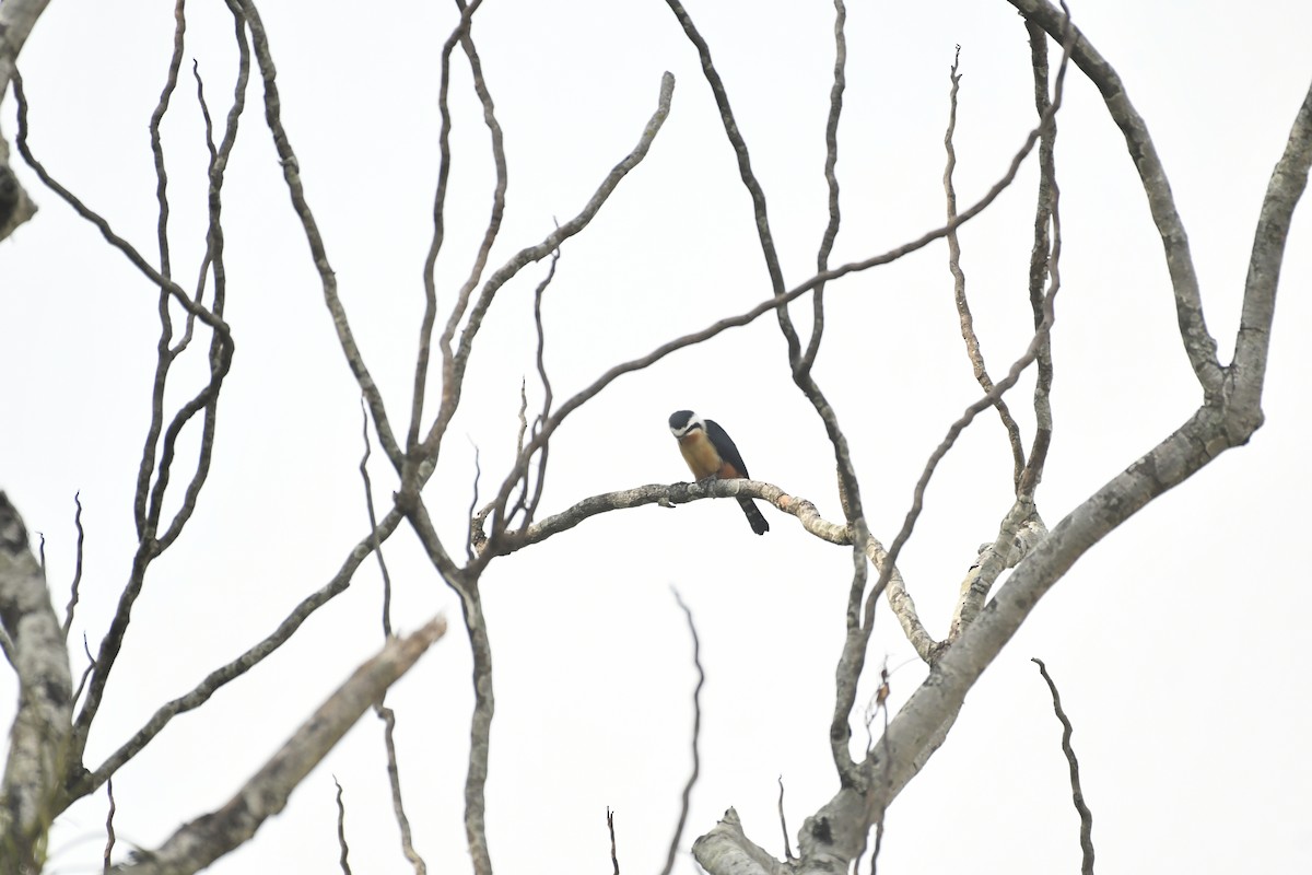 Collared Falconet - ML647028243