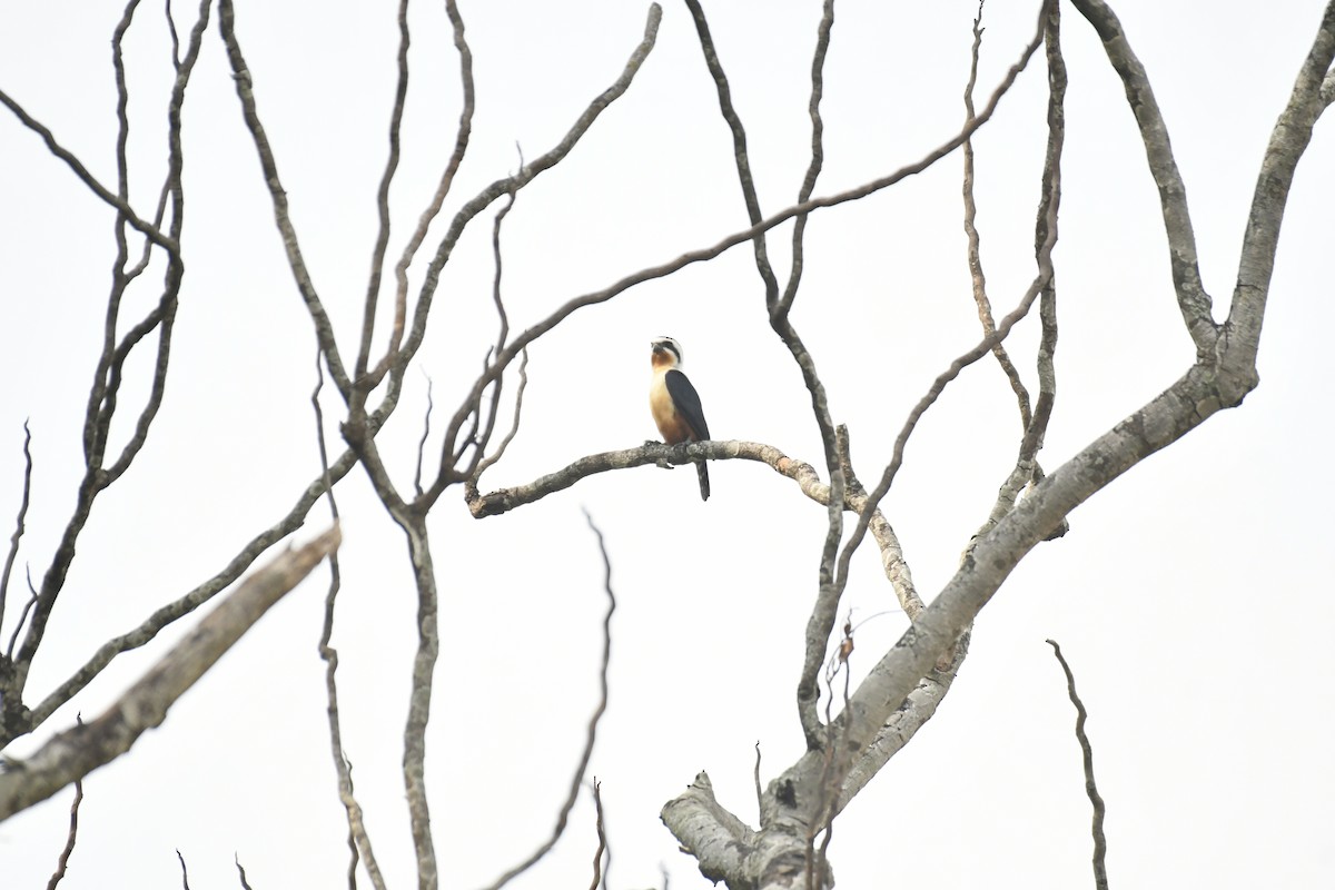 Collared Falconet - ML647028244