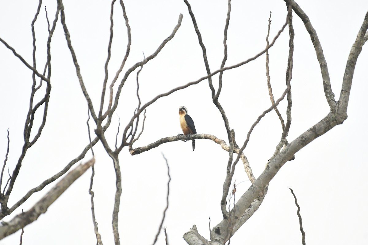 Collared Falconet - ML647028246