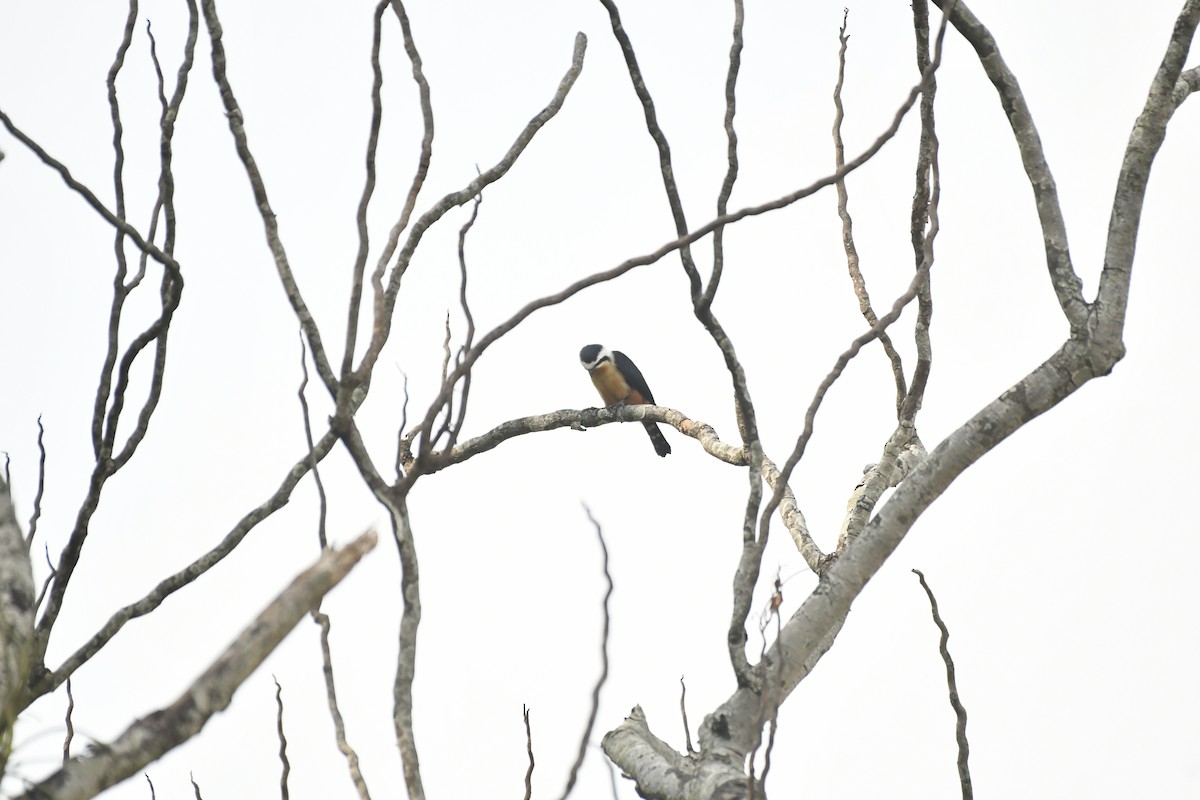 Collared Falconet - ML647028247