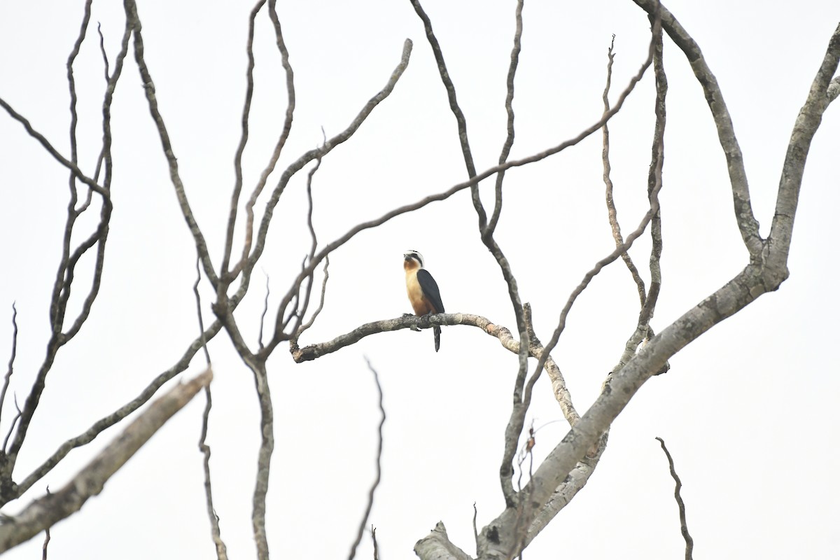 Collared Falconet - ML647028248