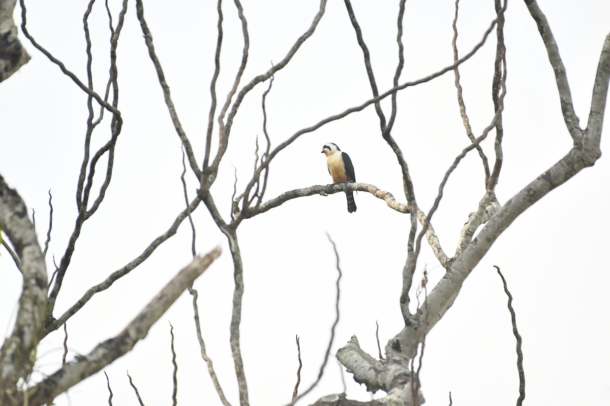 Collared Falconet - ML647028249