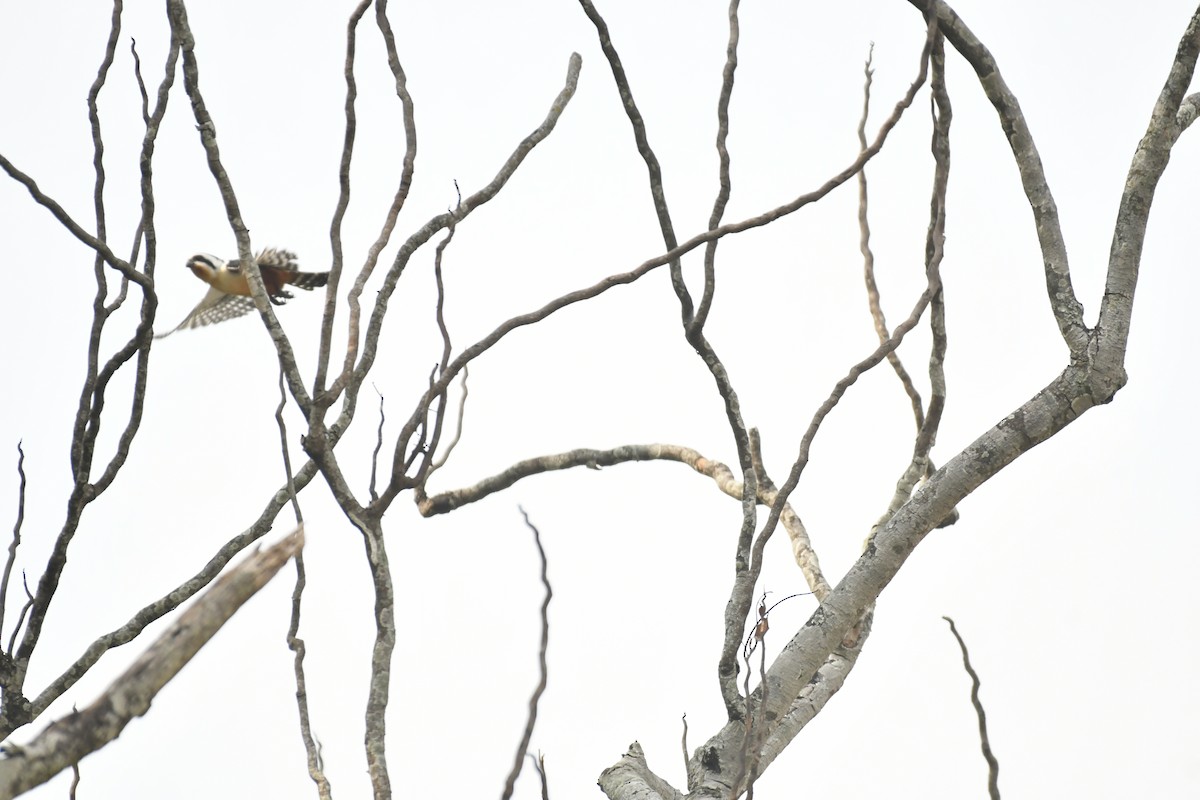 Collared Falconet - ML647028250