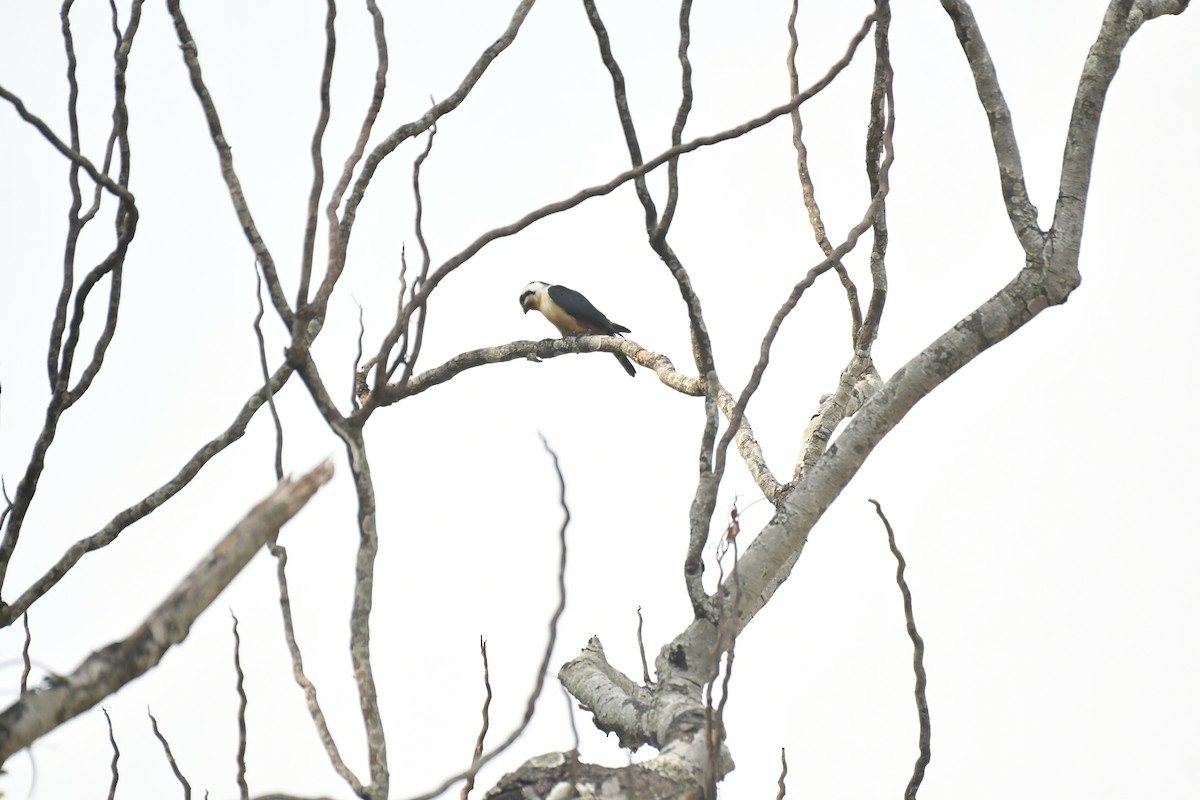 Collared Falconet - ML647028251