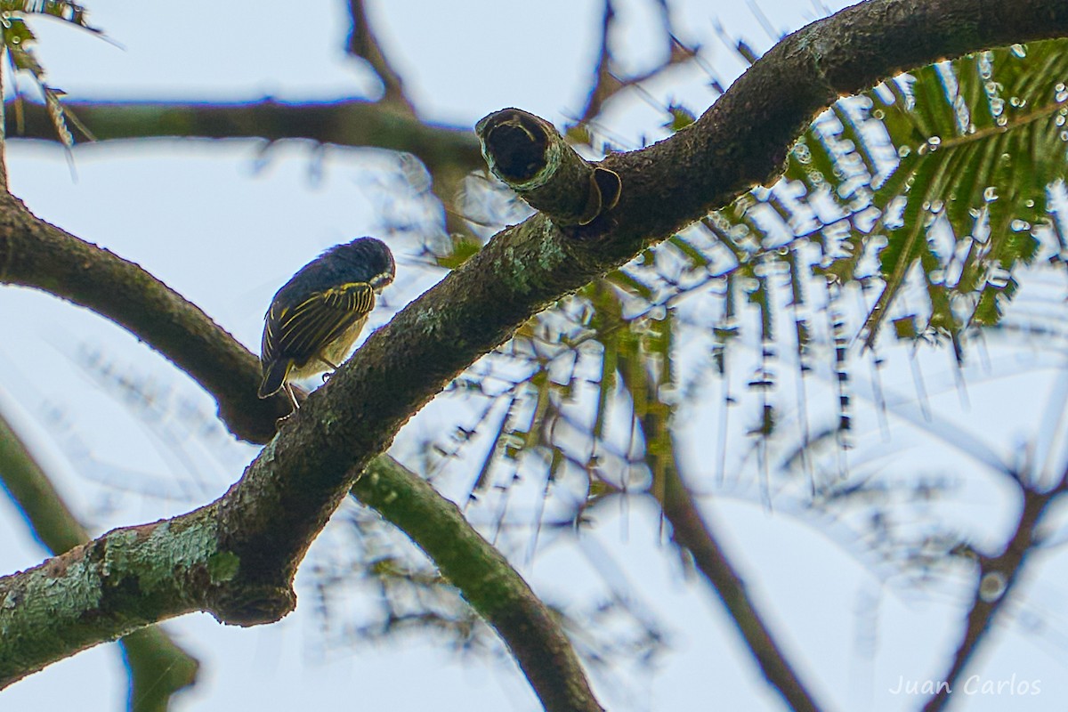 Yellow-rumped Tinkerbird - ML647028252
