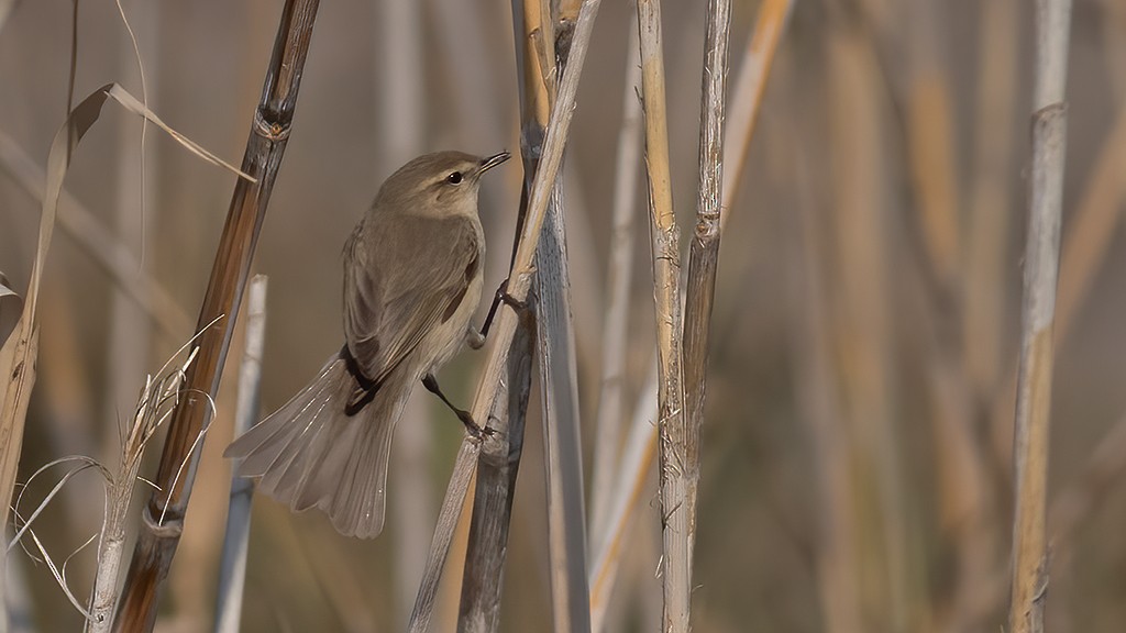嘰喳柳鶯 - ML647028254