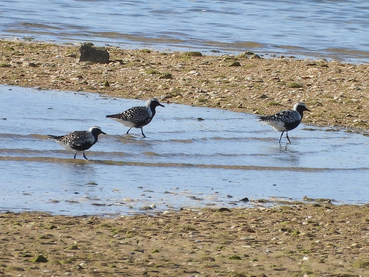 Pluvier argenté - ML647028263