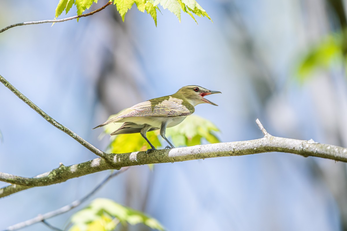 アカメモズモドキ - ML647028267