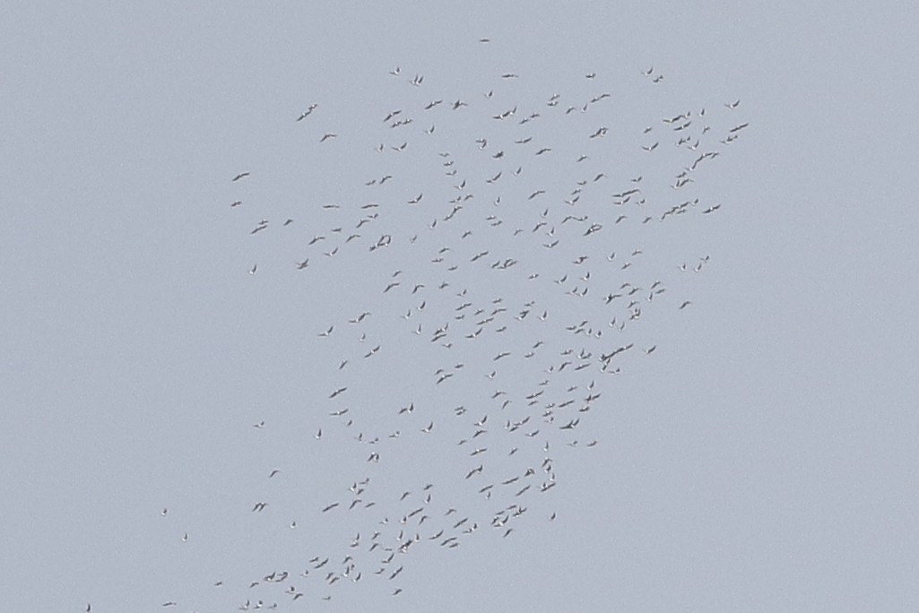 Black-winged Pratincole - ML647028283