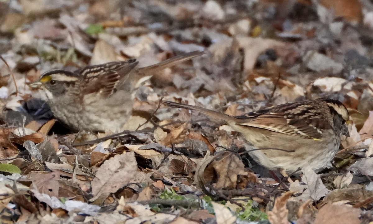 גיבתונית לבנת-גרון - ML647028295