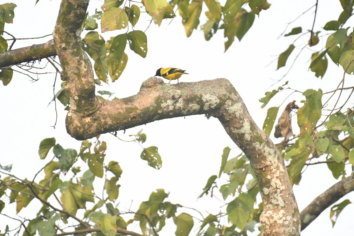 Black-hooded Oriole - ML647028301