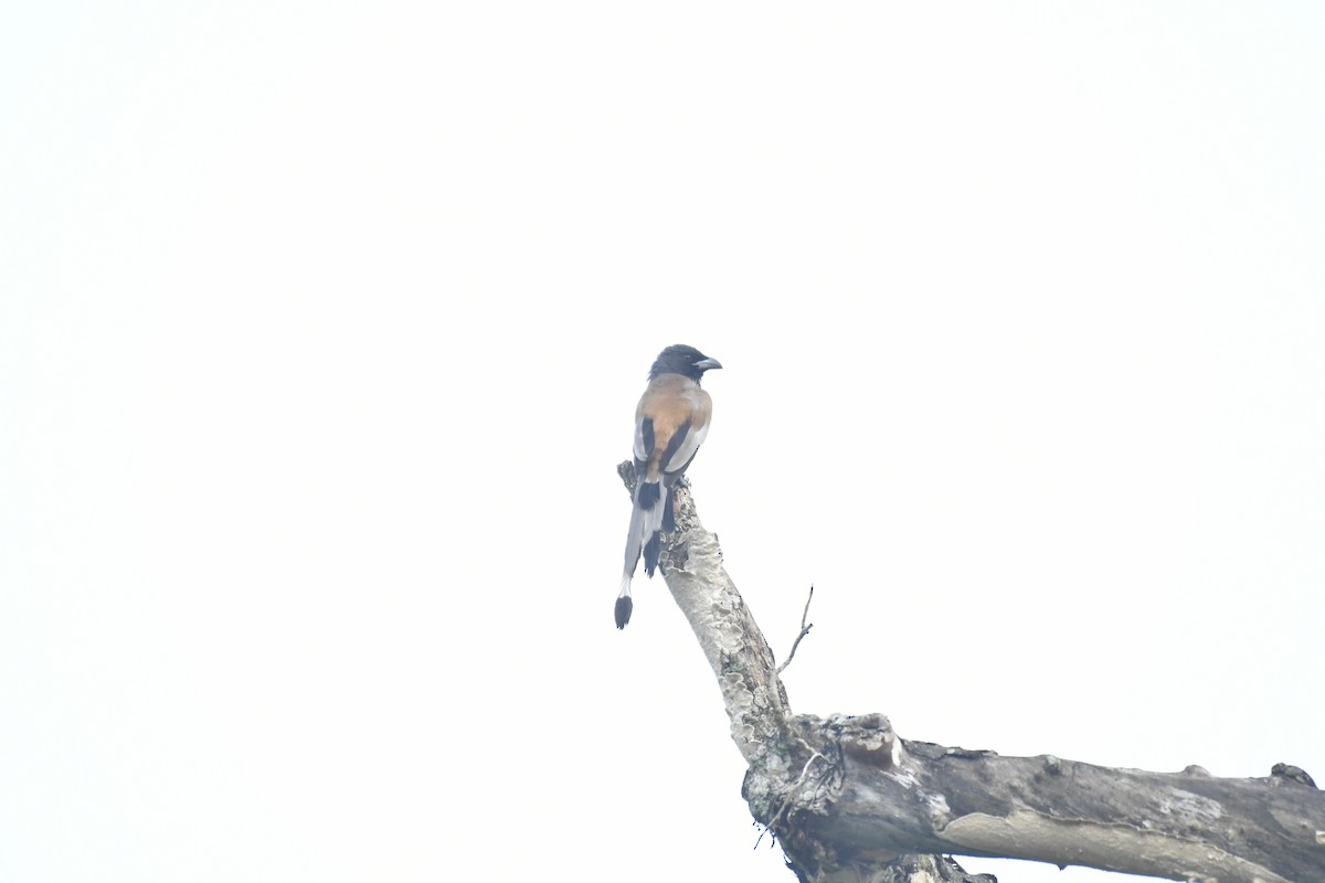 Rufous Treepie - ML647028308