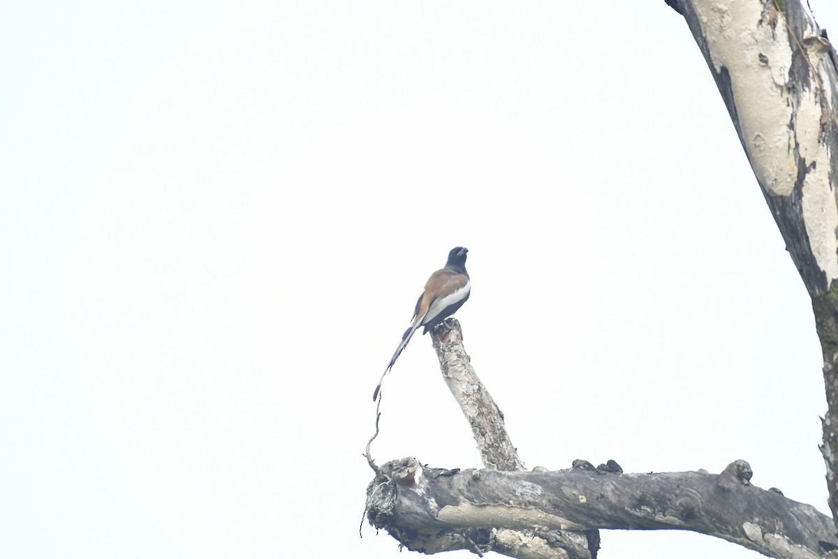 Rufous Treepie - ML647028309