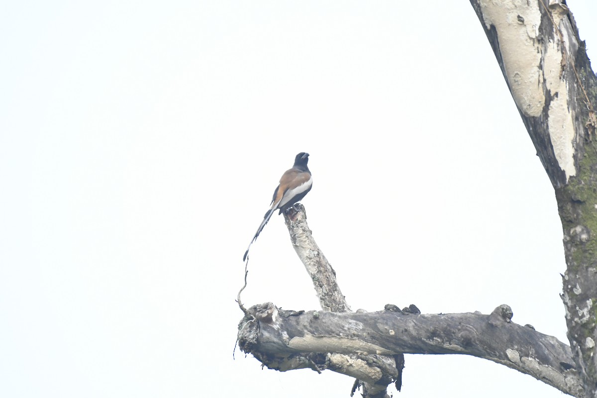 Rufous Treepie - ML647028310