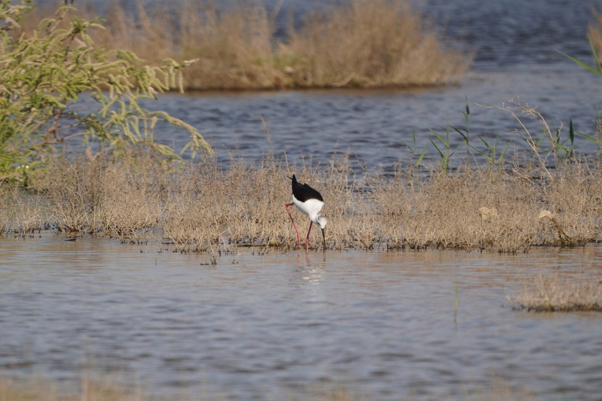 Black-winged Stilt - ML647028314