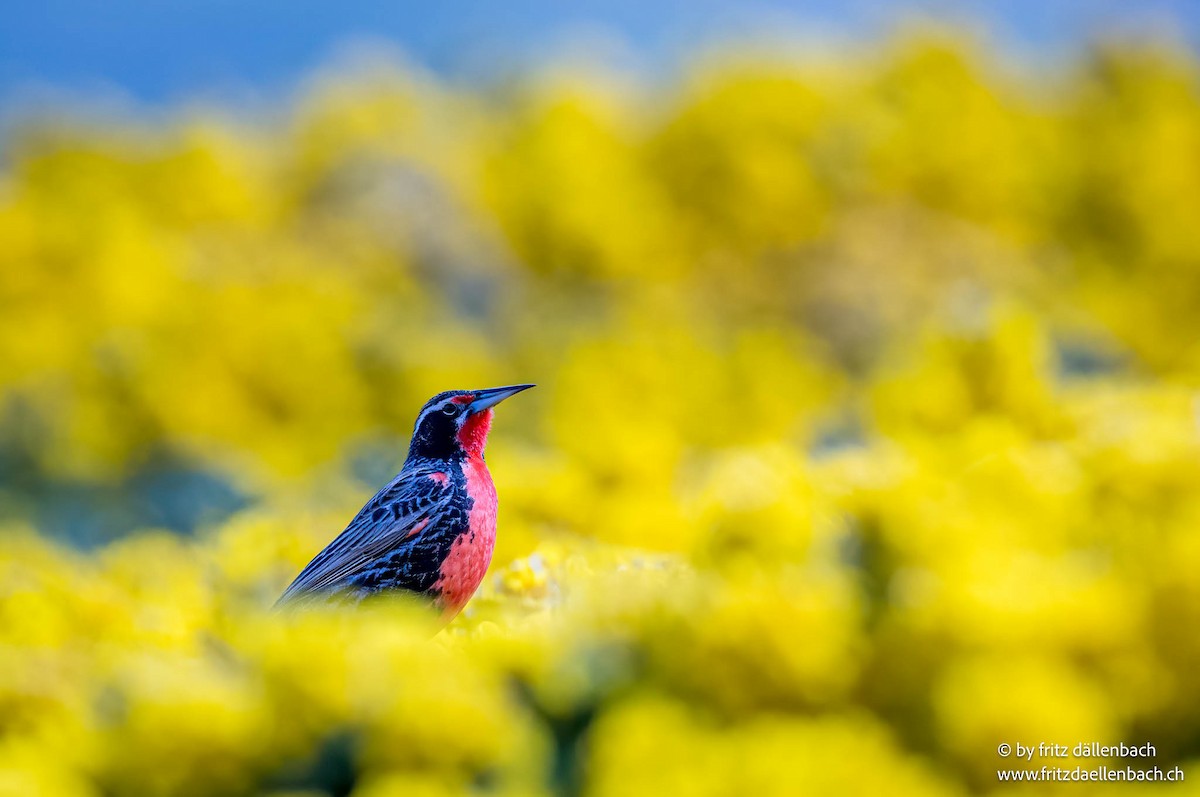 Long-tailed Meadowlark - ML647028315