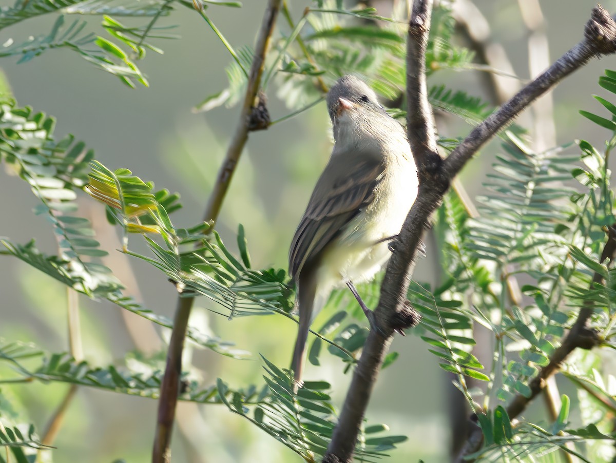 Northern Beardless-Tyrannulet - ML647028318