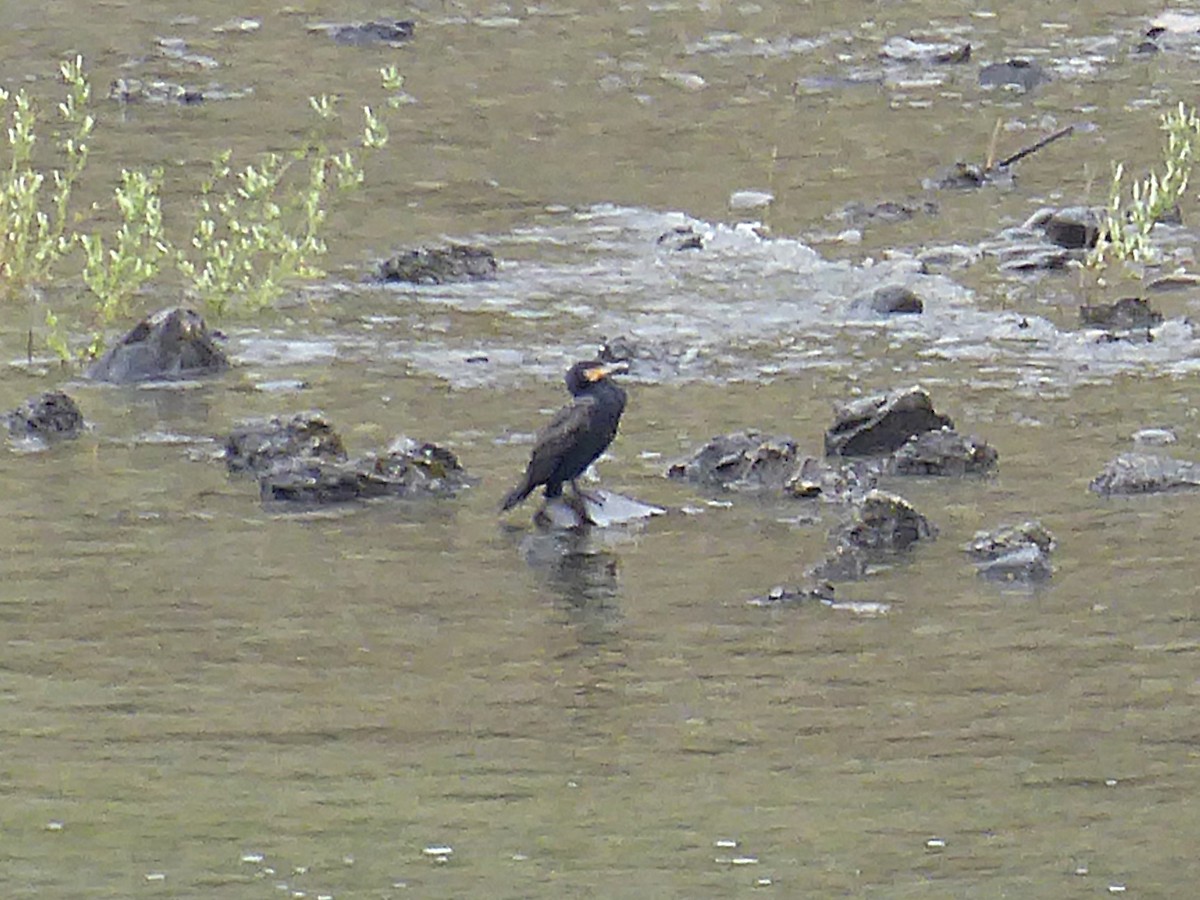 シロハラコビトウ - ML647028319