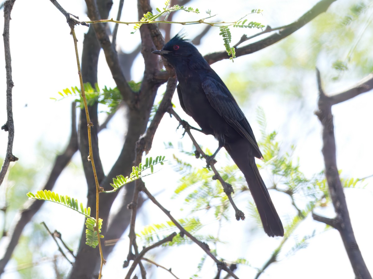 Phainopepla - ML647028329