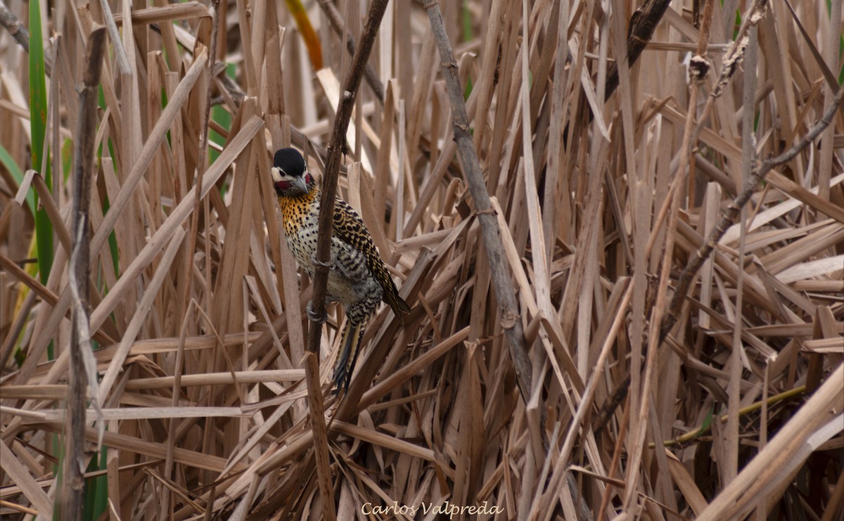 Green-barred Woodpecker - ML647028330