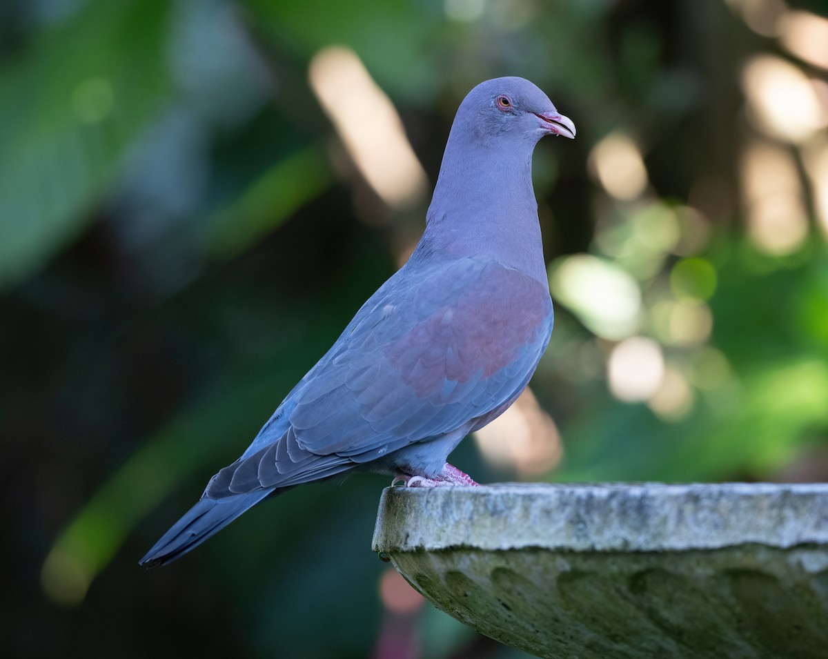 Red-billed Pigeon - ML647028336