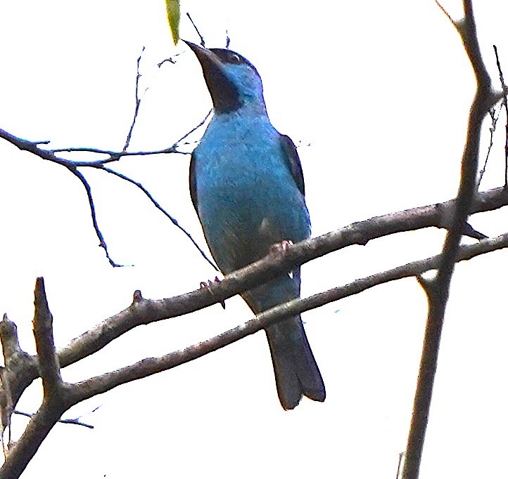 Blue Dacnis - ML647028343