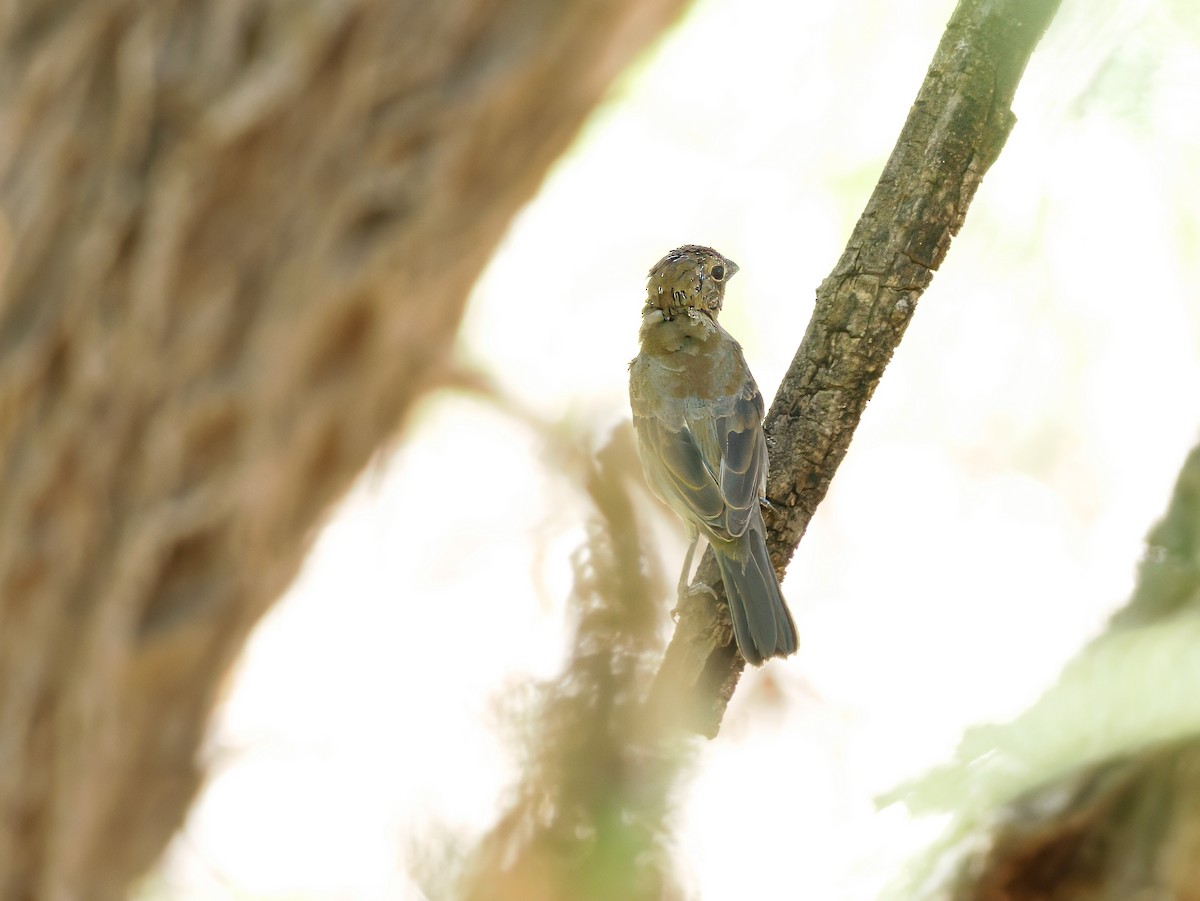 Varied Bunting - ML647028345