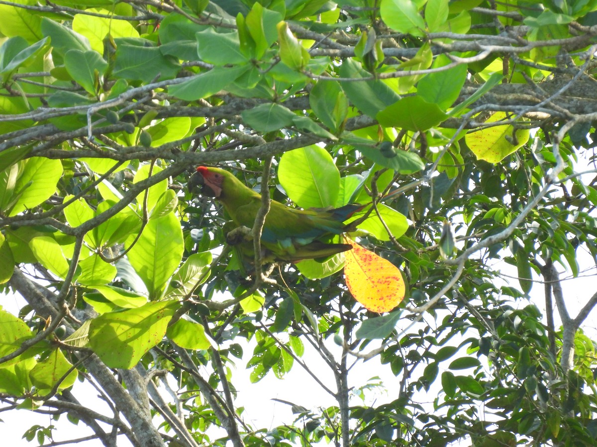 Guacamayo Ambiguo - ML647028349