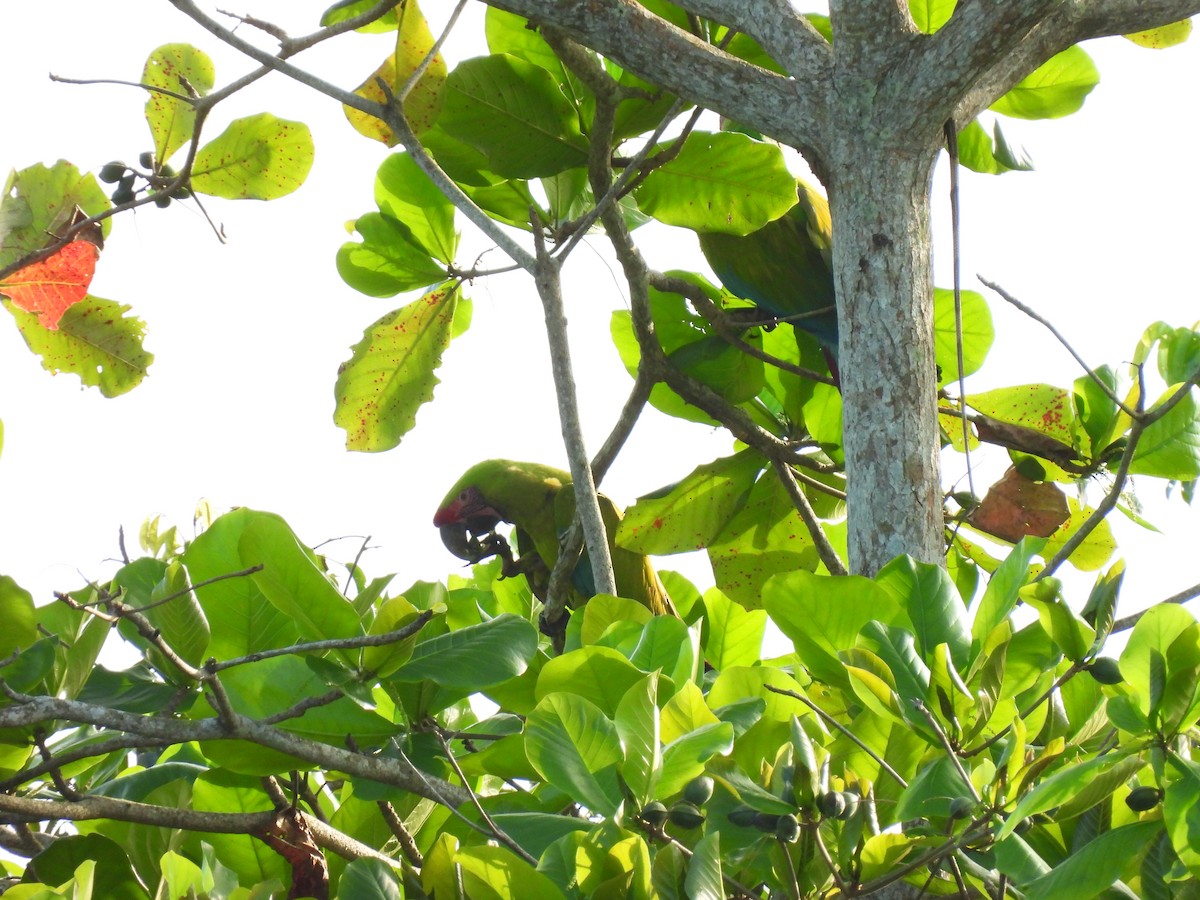 Guacamayo Ambiguo - ML647028359