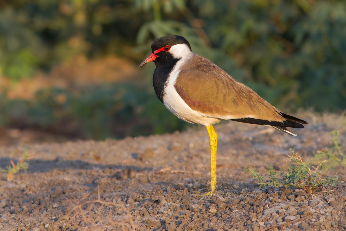 Red-wattled Lapwing - Yeray Seminario