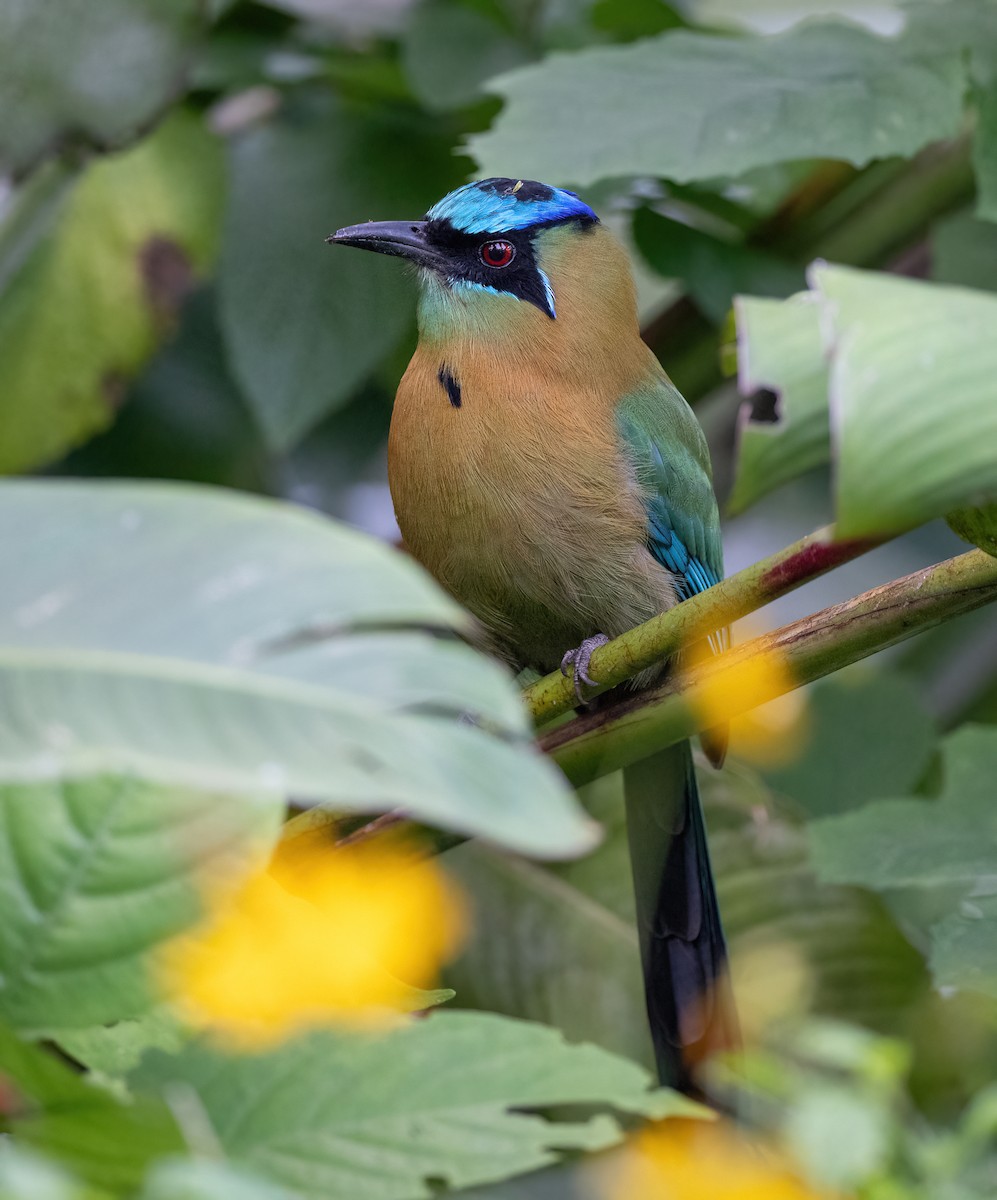 Momoto Diademado - ML647028376